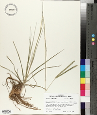 Paspalum notatum image