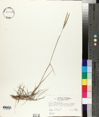 Paspalum notatum image