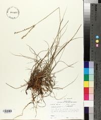 Paspalum notatum var. saurae image