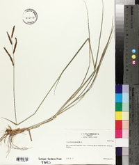 Paspalum plicatulum image