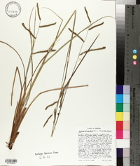 Paspalum plicatulum image