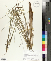 Paspalum plicatulum image