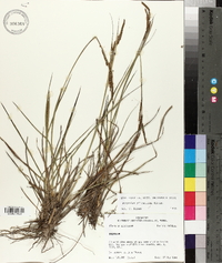 Paspalum plicatulum image