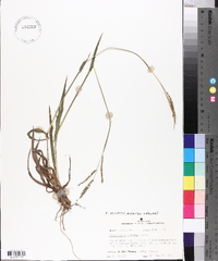 Paspalum plicatulum image