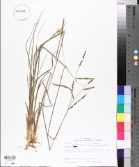 Paspalum plicatulum image