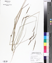 Paspalum plicatulum image
