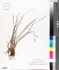 Paspalum plicatulum image