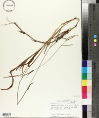 Paspalum pubiflorum image