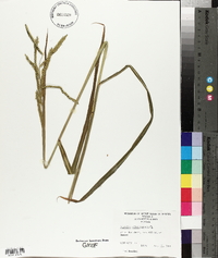 Paspalum dilatatum image