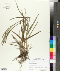 Paspalum dilatatum image