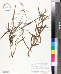 Paspalum pubiflorum image