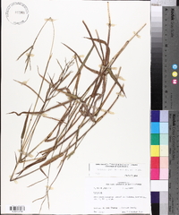 Paspalum pubiflorum image