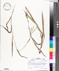 Paspalum pubiflorum image