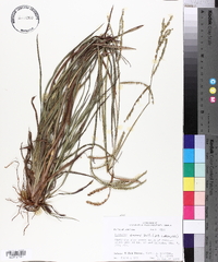 Paspalum praecox image