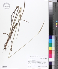 Paspalum praecox image