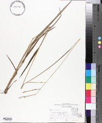 Paspalum praecox image