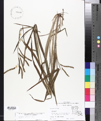 Paspalum praecox image