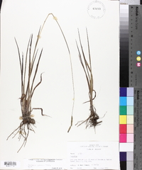 Paspalum praecox image