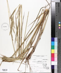 Paspalum urvillei image
