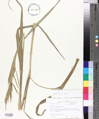Paspalum urvillei image