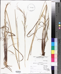 Paspalum urvillei image