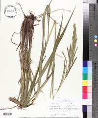 Paspalum urvillei image