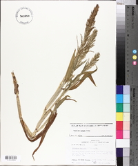 Paspalum repens image