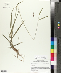 Paspalum dilatatum image