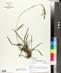 Paspalum dilatatum image