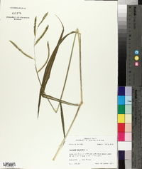 Paspalum dilatatum image