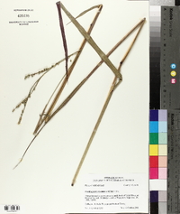 Paspalum floridanum image