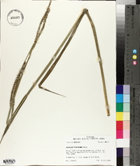 Paspalum floridanum image