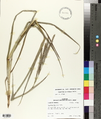 Paspalum floridanum image