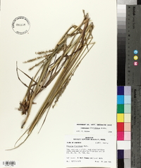 Paspalum floridanum image