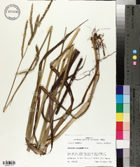 Paspalum floridanum image