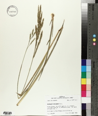 Paspalum floridanum image