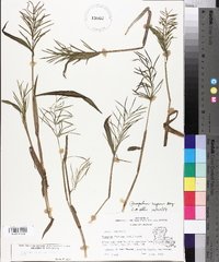 Paspalum repens image