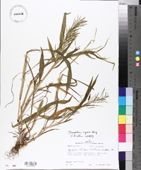 Paspalum repens image