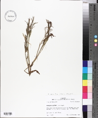 Paspalum repens image