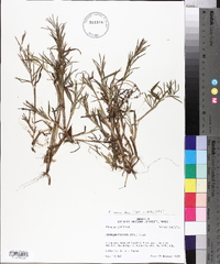 Paspalum repens image