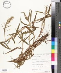 Paspalum repens image