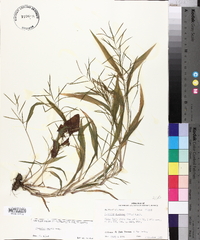 Paspalum repens image