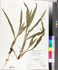 Paspalum repens image