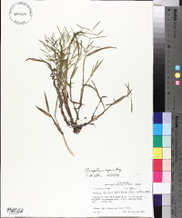 Paspalum repens image