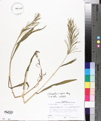 Paspalum repens image