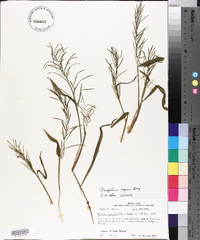 Paspalum repens image