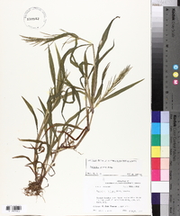 Paspalum repens image