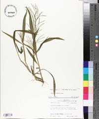 Paspalum repens image