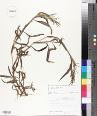 Paspalum repens image