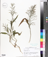 Paspalum repens image